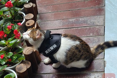 Hai mai visto un gatto della polizia? Questo gatto della polizia a Chengdu vanta la capacità di ricerca di prima classe!