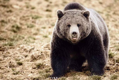 Clonazione di interspecie? Non è così facile!