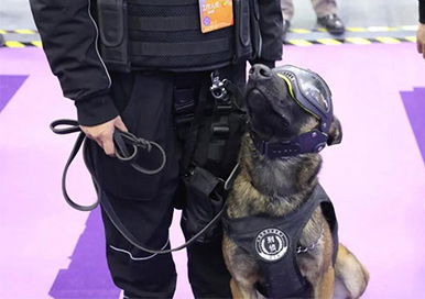 I cani della polizia clonati ricevono un sacco di attenzione all'expo