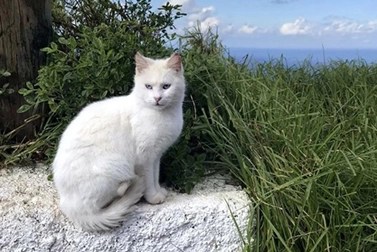 Quali colori possono vedere i gatti? Hanno un colore preferito?