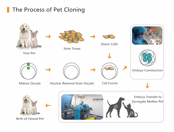 research-breakthrough-sinogenes-multidimensional-exploration-in-animal-cloning-01.jpg