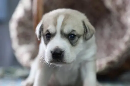 Il primo cane modificato dal Gene clonato in cina solleva problemi etici