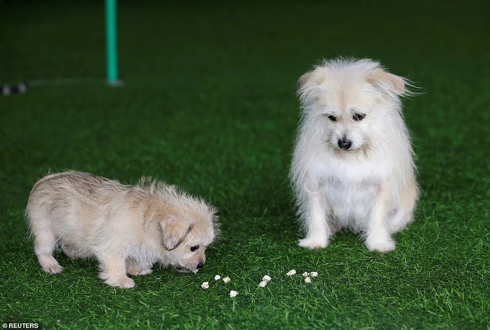 Due di un tipo: la prima clonazione di animali domestici in cina