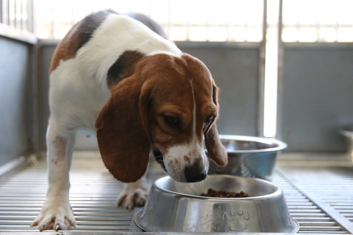 La crescita della clonazione dell'animale domestico significa che l'amore non muore mai