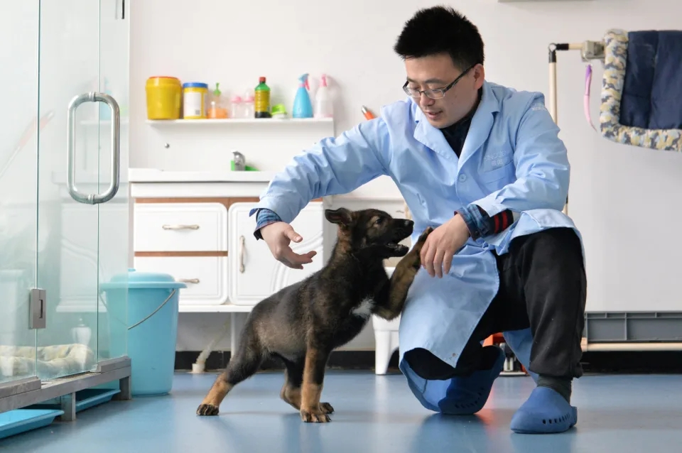 La cina dice che ha clonato un cane della polizia per accelerare l'allenamento