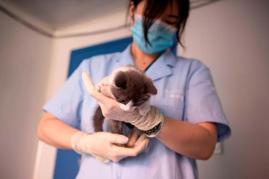 La cina presenta il primo gattino clonato