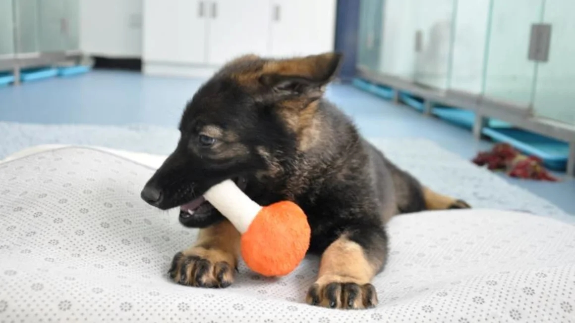 La cina inizia l'addestramento del primo cane della polizia clonato