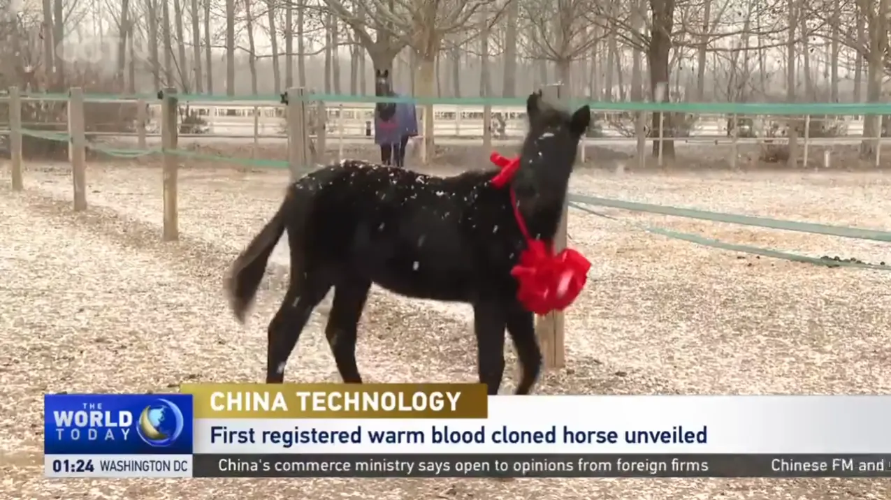 Tecnologia cinese: cavallo clonato con sangue caldo registrato per la prima volta