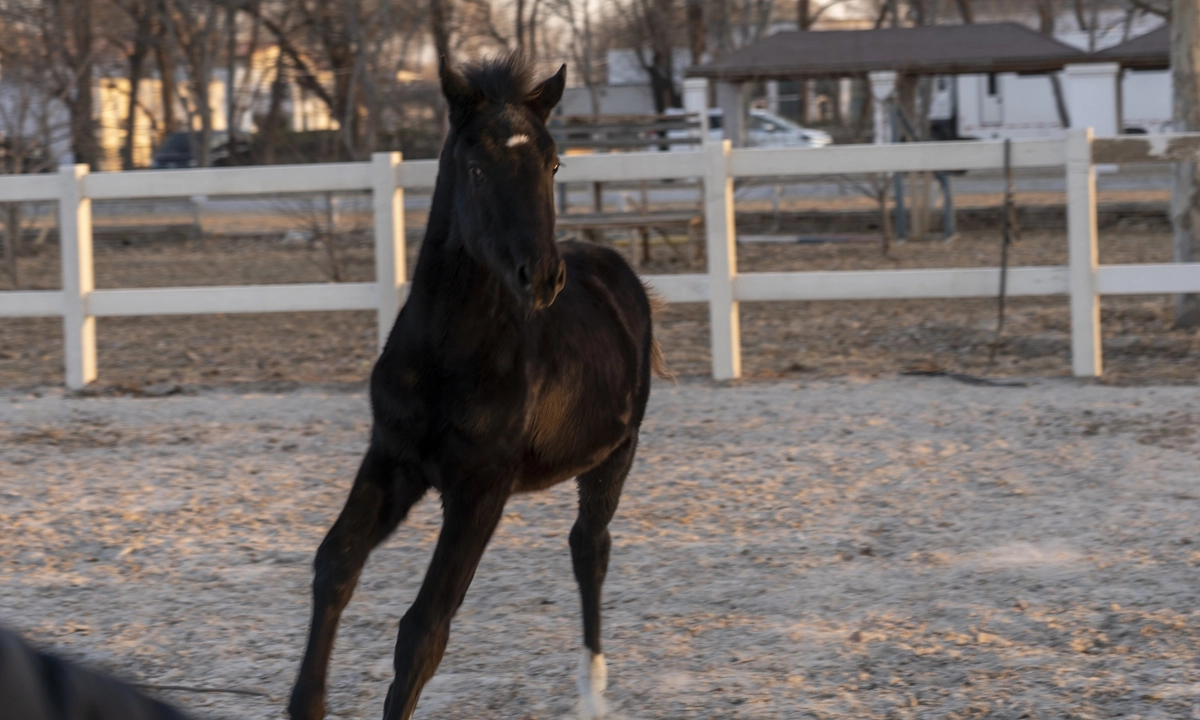 Il primo cavallo di sangue caldo clonato registrato in cina fa il debuttante a pechino